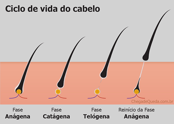 Ilustração indicando as fases anágena, catágena e telógena do ciclo de vida dos cabelos