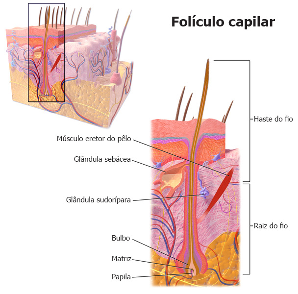 Ilustração da estrutura do folículo capilar
