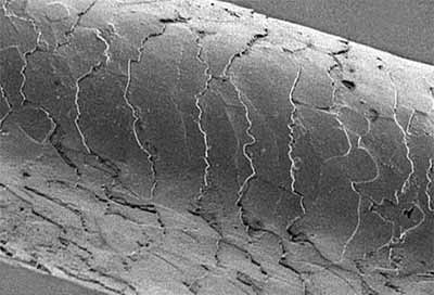 Cutícula do fio de cabelo ampliado no microscópio