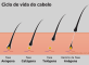 Ilustração indicando as fases anágena, catágena e telógena do ciclo de vida dos cabelos