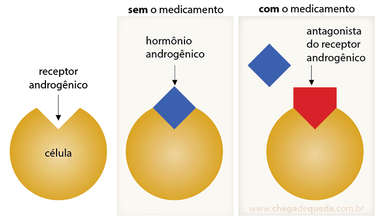 Ilustração demonstrando atuação dos antagonistas do receptor androgênico, como a flutamida, acetato de ciproterona e espironolactona