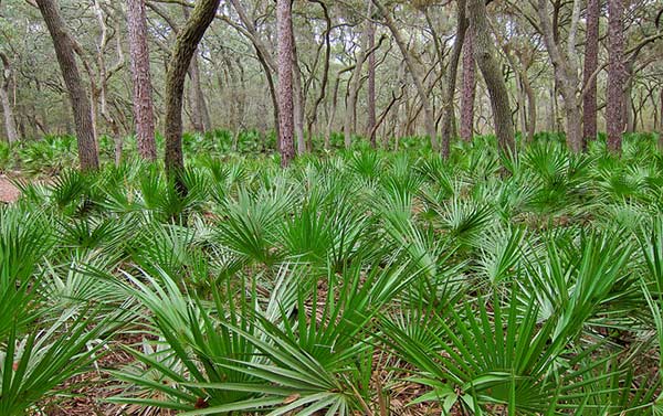 Floresta com palmeiras anãs (Saw Palmetto ou Serenoa repens)