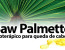 Saw Palmetto: fitoterápico para queda de cabelo